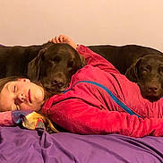 Russell is registered to the contest to win money with this photo: canidae, carnivore, comfort, companion_dog, dog, dog_breed, human, hunting_dog, labrador_retriever, nap, pointer, pointing_breed, puppy, puppy_love, retriever, sleep, sporting_group, vizsla, weimaraner