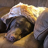 Atara joined the competition — help win amazing prizes! canidae, carnivore, companion_dog, dog, dog_breed, fawn, lurcher, snout, sporting_group, weimaraner