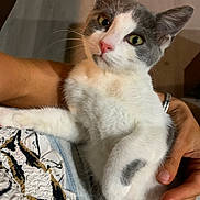 Ash joined the competition — help win amazing prizes! cat, pet, animal, gray_and_white, green_eyes, fur, paw, human_hand, holding, indoor, curious, close_up, cute, relaxed, comfort, whiskers, ears, nose, face, domestic_cat
