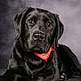 dog, black_labrador, bandana, pet, animal, portrait, indoor, laying_down, close_up, fur, ears, nose, paw, canine, domestic_animal, studio, cute, friendly, mammal, companion
