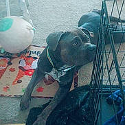 Uriah joined the competition — help win amazing prizes! dog, carpet, crate, toy, blanket, chair, collar, floor, quilt, indoor, pet, curious, lying_down, black, brown, home, furniture, animal, resting, domestic