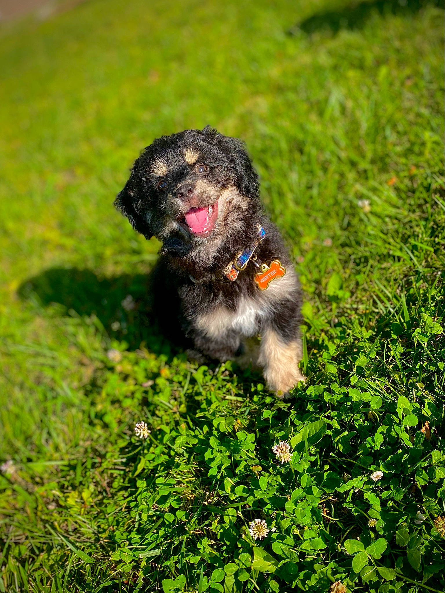 Kritter is registered to the contest to win money with this photo: canidae, carnivore, companion_dog, dog, dog_breed, fawn, garden, grass, grassland, groundcover, herbaceous_plant, liver, natural_landscape, plant, snout, soil, sporting_group, tail, terrestrial_animal, terrier