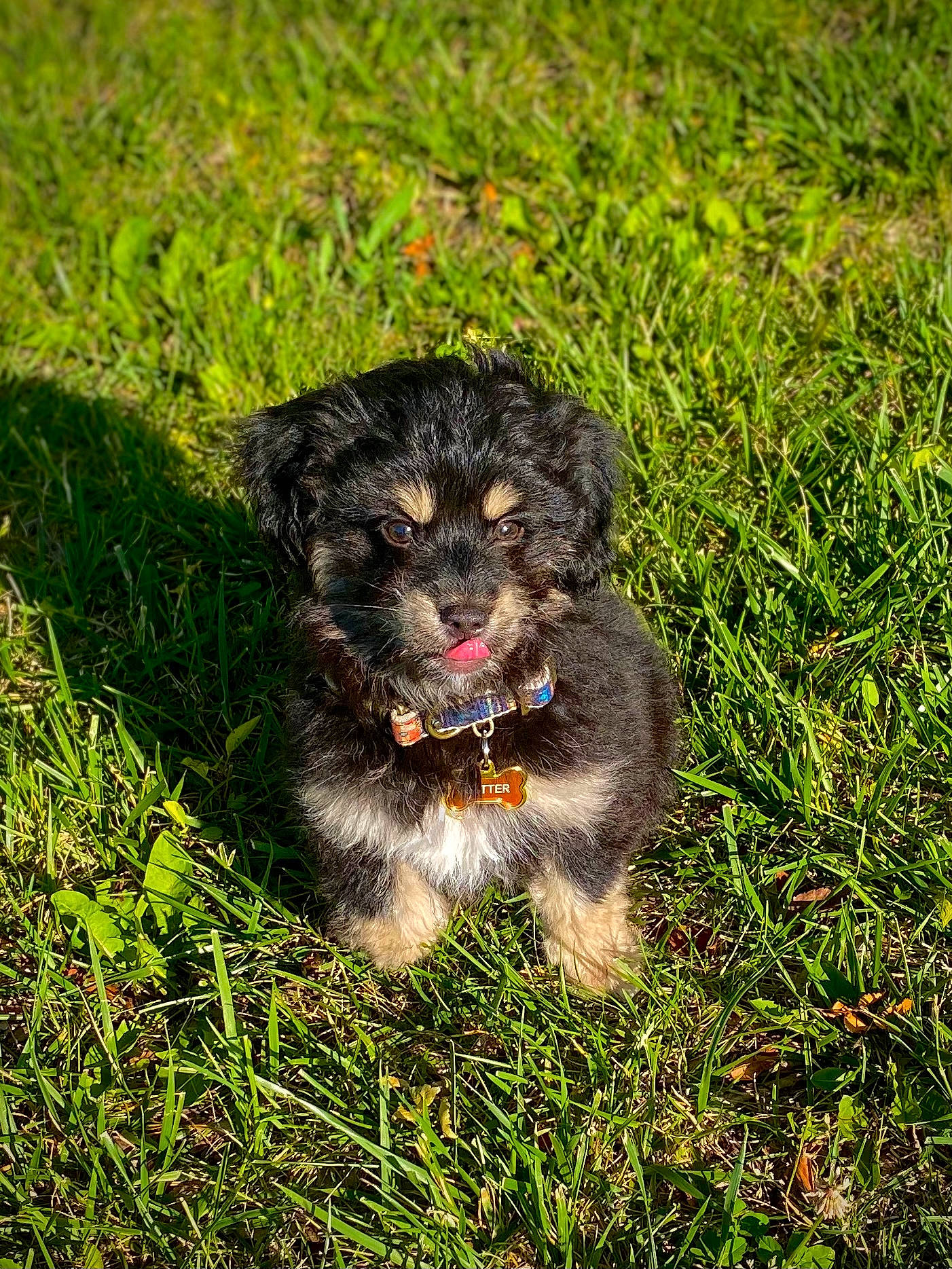 Kritter joined the competition — help win amazing prizes! canidae, carnivore, companion_dog, dog, dog_breed, fur, grass, grassland, groundcover, maltepoo, non_sporting_group, plant, small_terrier, soil, sporting_group, terrestrial_animal, terrier, toy_dog, working_animal, working_dog