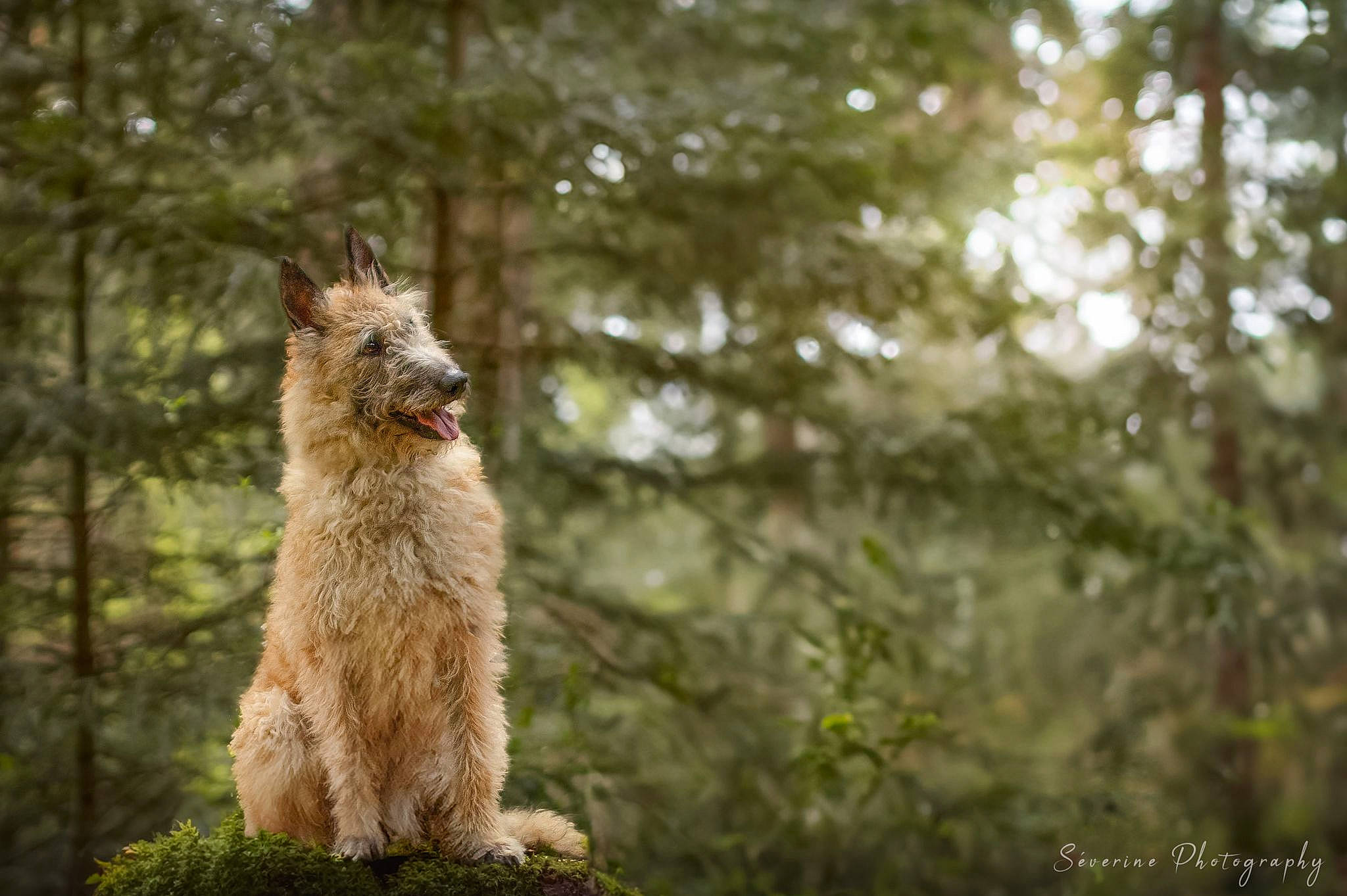 Vip participe au concours pour gagner de l'argent avec cette photo : canidae, carnivore, companion_dog, dog, dog_breed, fawn, fur, grass, plant, snout, sporting_group, tail, terrestrial_animal, terrier, tree, trunk, whiskers, wildlife, wood
