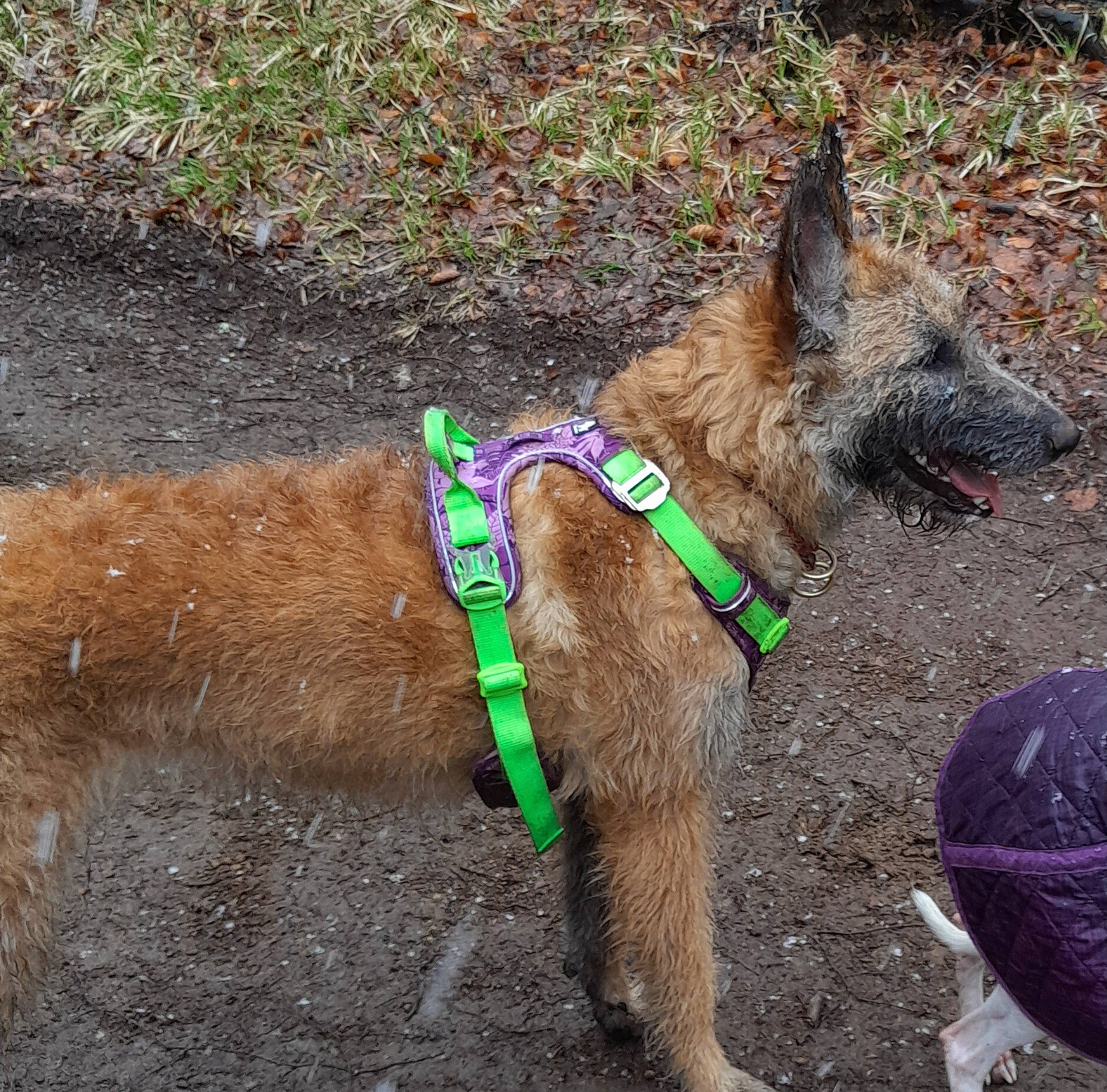 Vip a rejoint le concours — aidez-le/la à gagner de superbes lots ! camelid, canidae, carnivore, collar, dog, dog_breed, dog_collar, dog_supply, fawn, grass, leash, liver, livestock, pet_supply, plant, snout, sporting_group, tail, terrestrial_animal, working_animal