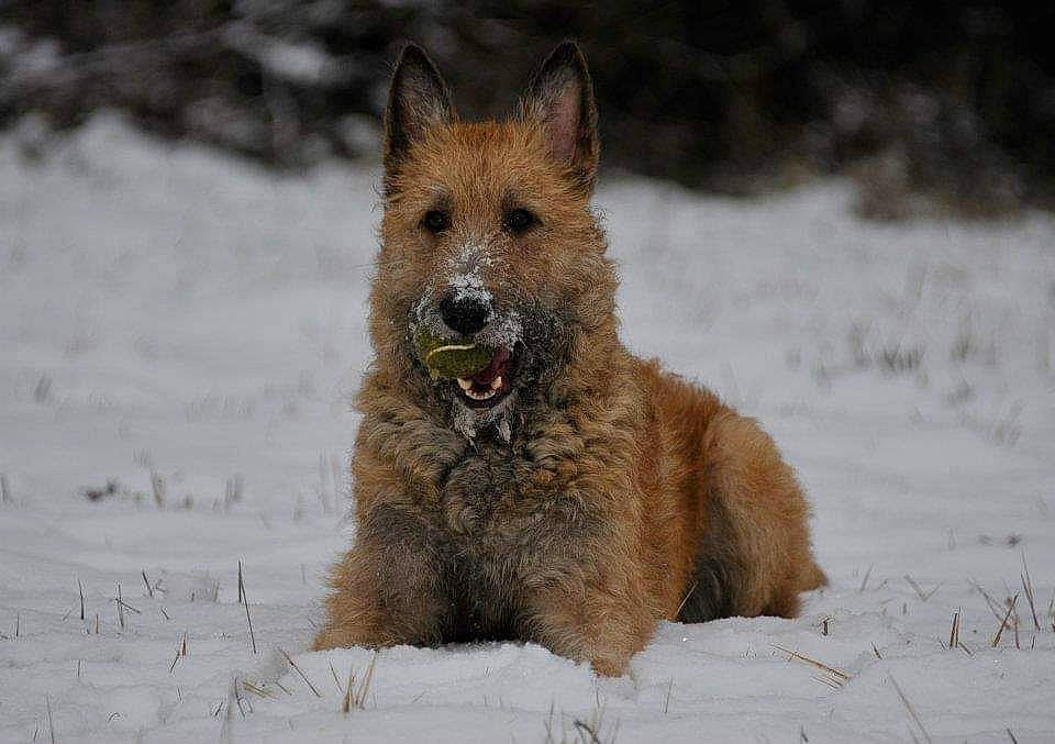 Ghatandji a rejoint le concours — aidez-le/la à gagner de superbes lots ! canidae, canis, carnivore, dog, dog_breed, freezing, snout, snow, sporting_group, terrestrial_animal, winter