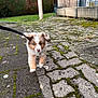 puppy, dog, leash, cobblestone, moss, sidewalk, house, hedge, grass, outdoor, pet, walking, young, fur, cute, animal, nature, garden, pathway, playful