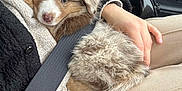 Milky a rejoint le concours — aidez-le/la à gagner de superbes lots ! puppy, dog, pet, fluffy, brown_and_white, car_interior, seatbelt, person, lap, hand, clothing, jacket, pants, cozy, cute, animal, fur, resting, close_up, indoor