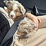 puppy, dog, pet, fluffy, brown_and_white, car_interior, seatbelt, person, lap, hand, clothing, jacket, pants, cozy, cute, animal, fur, resting, close_up, indoor