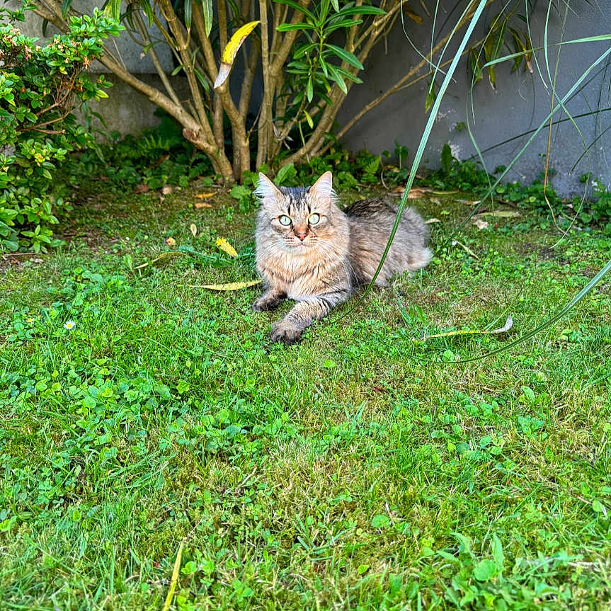 Rio participe au concours pour gagner de l'argent avec cette photo : animal, backyard, cat, field, flower, garden, grass, grassland, kitten, lawn, leaf, nature, outdoors, pet, plant, pottedplant, soil, tree, vegetation, yard