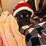 Floki is registered to the contest to win money with this photo: puppy, dog, sleeping, hat, red_hat, blanket, cozy, nap, cute, indoors, soft, warm, resting, pet, fur, animal, snuggle, checkered, fabric, comfort