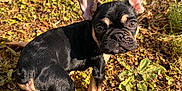 Floki is registered to the contest to win money with this photo: puppy, dog, black, tan, ears, grass, leaves, outdoor, backyard, curious, young, small, pet, animal, sunlight, nature, ground, fence, brown, eyes