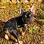 puppy, dog, black, tan, ears, grass, leaves, outdoor, backyard, curious, young, small, pet, animal, sunlight, nature, ground, fence, brown, eyes