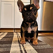 Floki is registered to the contest to win money with this photo: puppy, dog, french_bulldog, pet, animal, indoors, kitchen, carpet, floor, ears, cute, young, portrait, brown, black, white, small, fur, looking, sitting