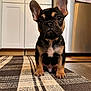 puppy, dog, french_bulldog, pet, animal, indoors, kitchen, carpet, floor, ears, cute, young, portrait, brown, black, white, small, fur, looking, sitting