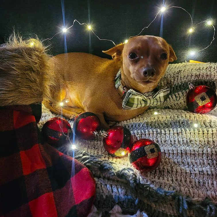 Benji joined the competition — help win amazing prizes! adult, animal, ball, blanket, canine, couch, cricket, cricketball, cushion, dog, furniture, homedecor, hound, insect, invertebrate, lighting, linen, pet, puppy, sport