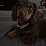 dog, puppy, dachshund, brown_dog, bed, collar, indoor, pet, fur, animal, cute, laying_down, eyes, face, ears, nose, fur_texture, room, furniture, blanket