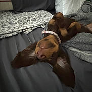 Cocoa Bean joined the competition — help win amazing prizes! dog, brown_dog, upside_down, bed, blanket, pillow, collar, ears, pet, animal, cozy, indoor, cute, relaxed, playful, canine, sleeping, resting, floppy_ears, domestic_animal