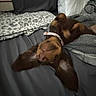 dog, brown_dog, upside_down, bed, blanket, pillow, collar, ears, pet, animal, cozy, indoor, cute, relaxed, playful, canine, sleeping, resting, floppy_ears, domestic_animal