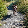 Upss a rejoint le concours — aidez-le/la à gagner de superbes lots ! dog, brown_dog, outdoor, path, gravel, grass, bushes, sunlight, nature, walking, animal, canine, tongue_out, tail, happy, summer, daytime, pet, walking_path, scenic