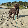 Upss a rejoint le concours — aidez-le/la à gagner de superbes lots ! dog, labrador, beach, sand, leash, outdoor, sunny, trees, cliff, sky, water, nature, pet, animal, brown_dog, canine, daytime, happy, standing, vacation