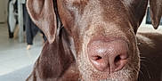 Upss a rejoint le concours — aidez-le/la à gagner de superbes lots ! dog, chocolate_brown, close_up, nose, amber_eyes, fur, whiskers, indoor, blurred_background, lying_down, pet, canine, portrait, texture, comfort, animal, face, expression, furniture, home