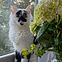 black, cat, closeup, curious, domestic_animal, feline, flower, fluffy, green, indoor, leaves, natural_light, pet, plant, quiet, resting, vase, white, window, windowsill