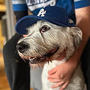 Mili participe au concours pour gagner de l'argent avec cette photo : dog, white_dog, cap, baseball_cap, blue_cap, la_dodgers, person, hand, jersey, blue_jersey, pet, smiling_dog, indoor, blurred_background, portrait, animal, friendly, cute, companionship, casual