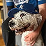 dog, white_dog, cap, baseball_cap, blue_cap, la_dodgers, person, hand, jersey, blue_jersey, pet, smiling_dog, indoor, blurred_background, portrait, animal, friendly, cute, companionship, casual