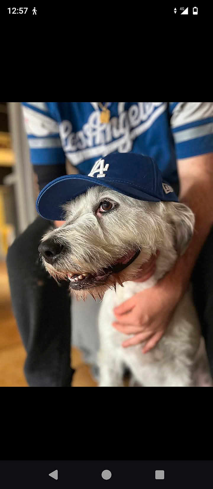 Mili participe au concours pour gagner de l'argent avec cette photo : dog, white_dog, cap, baseball_cap, blue_cap, la_dodgers, person, hand, jersey, blue_jersey, pet, smiling_dog, indoor, blurred_background, portrait, animal, friendly, cute, companionship, casual