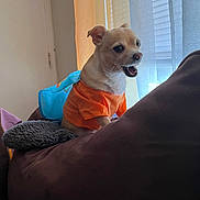 Georgie joined the competition — help win amazing prizes! dog, small_dog, orange_shirt, couch, indoor, curtains, natural_light, brown_furniture, pet, canine, mouth_open, ears_up, fabric, window, home, cozy, animal, sitting, cute, expression