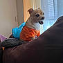 dog, small_dog, orange_shirt, couch, indoor, curtains, natural_light, brown_furniture, pet, canine, mouth_open, ears_up, fabric, window, home, cozy, animal, sitting, cute, expression