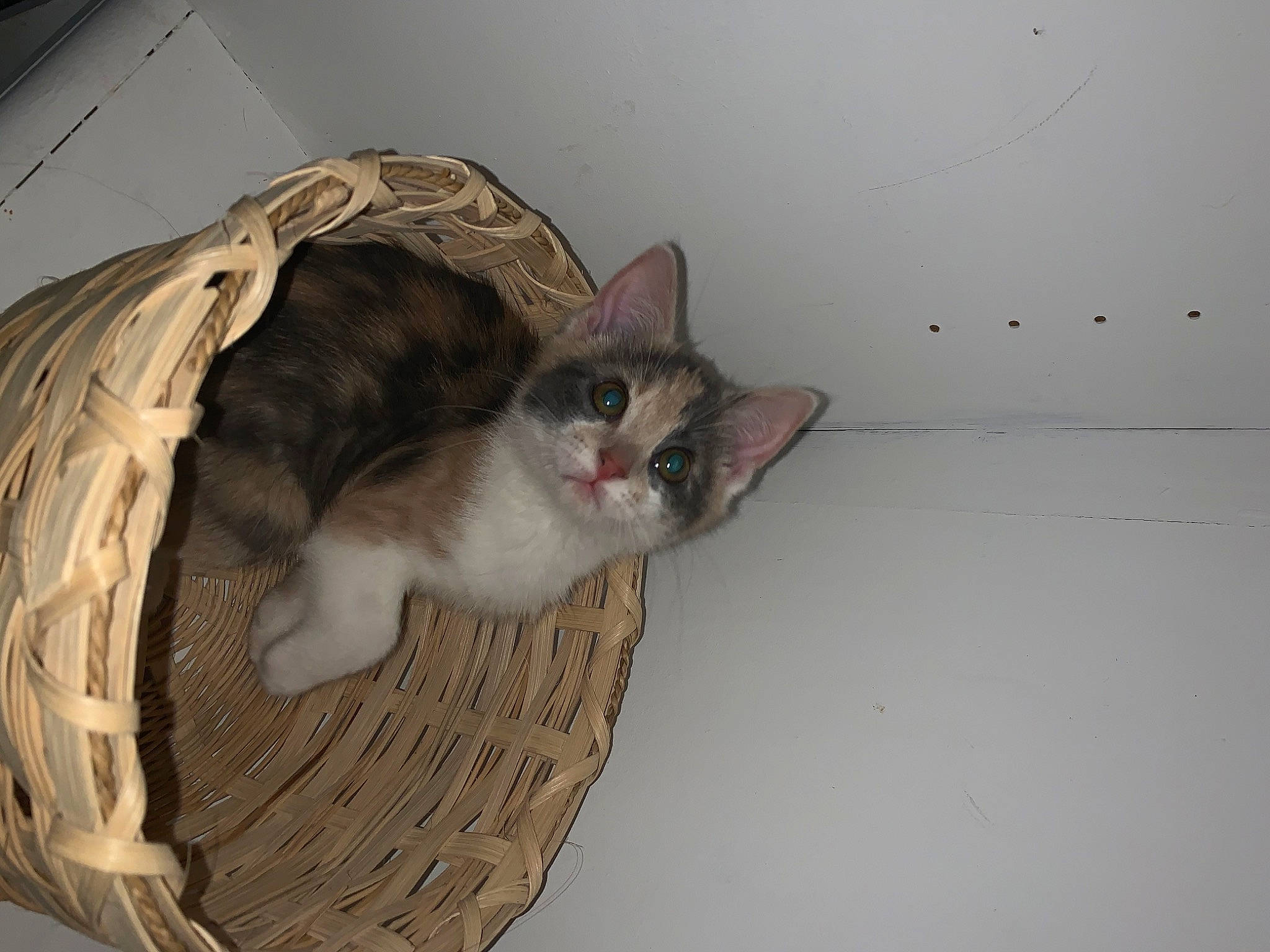 Freyja is registered to the contest to win money with this photo: animal_shelter, basket, box, cardboard, carnivore, cat, cat_supply, ceiling, domestic_short_haired_cat, fawn, felidae, fur, paw, small_to_medium_sized_cats, snout, tail, whiskers, wood
