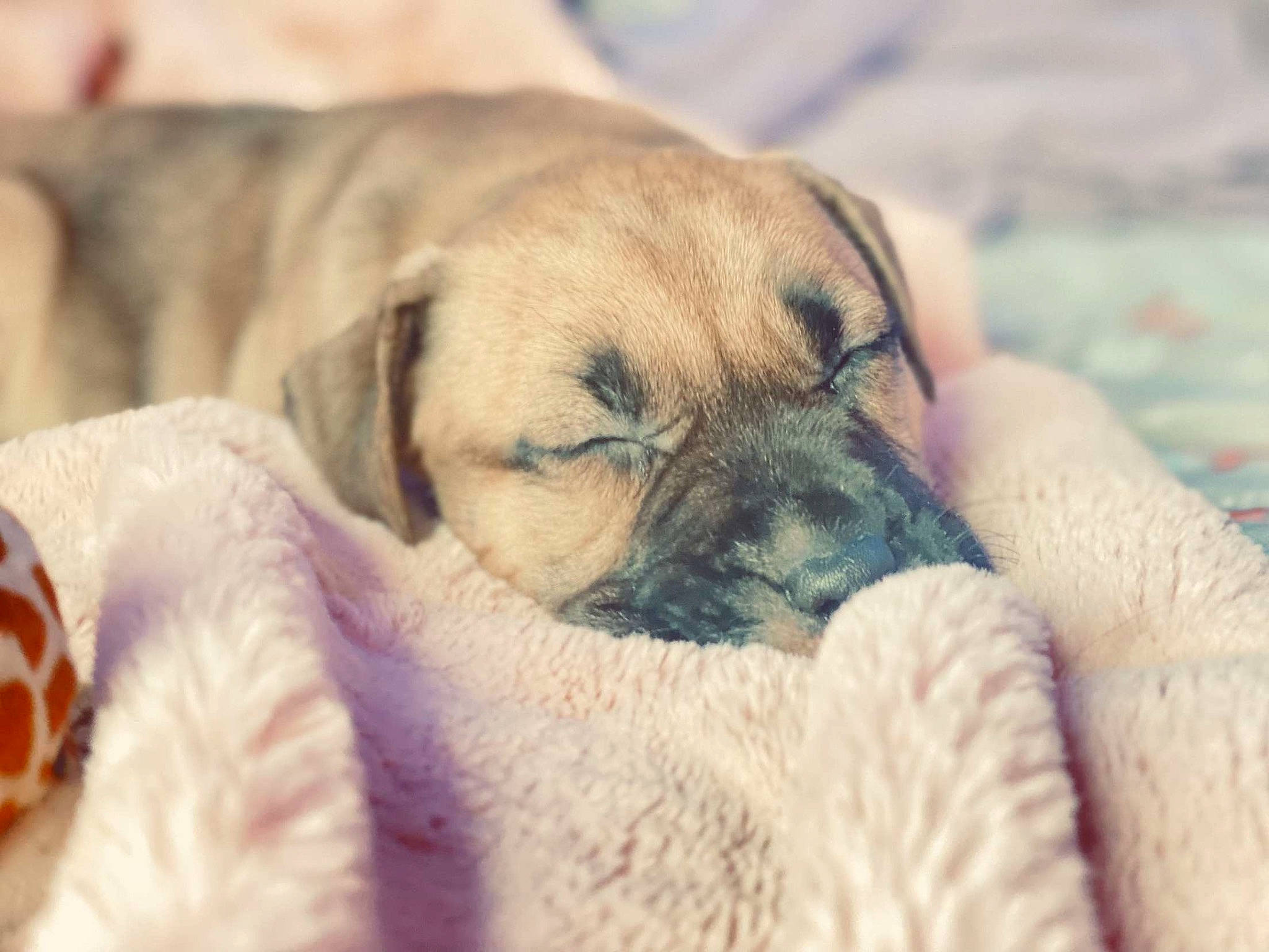 Athena joined the competition — help win amazing prizes! canidae, carnivore, comfort, companion_dog, dog, dog_breed, fawn, flesh, fur, guard_dog, molosser, nail, non_sporting_group, puppy, puppy_love, sporting_group, terrestrial_animal, toy_dog, whiskers, wrinkle