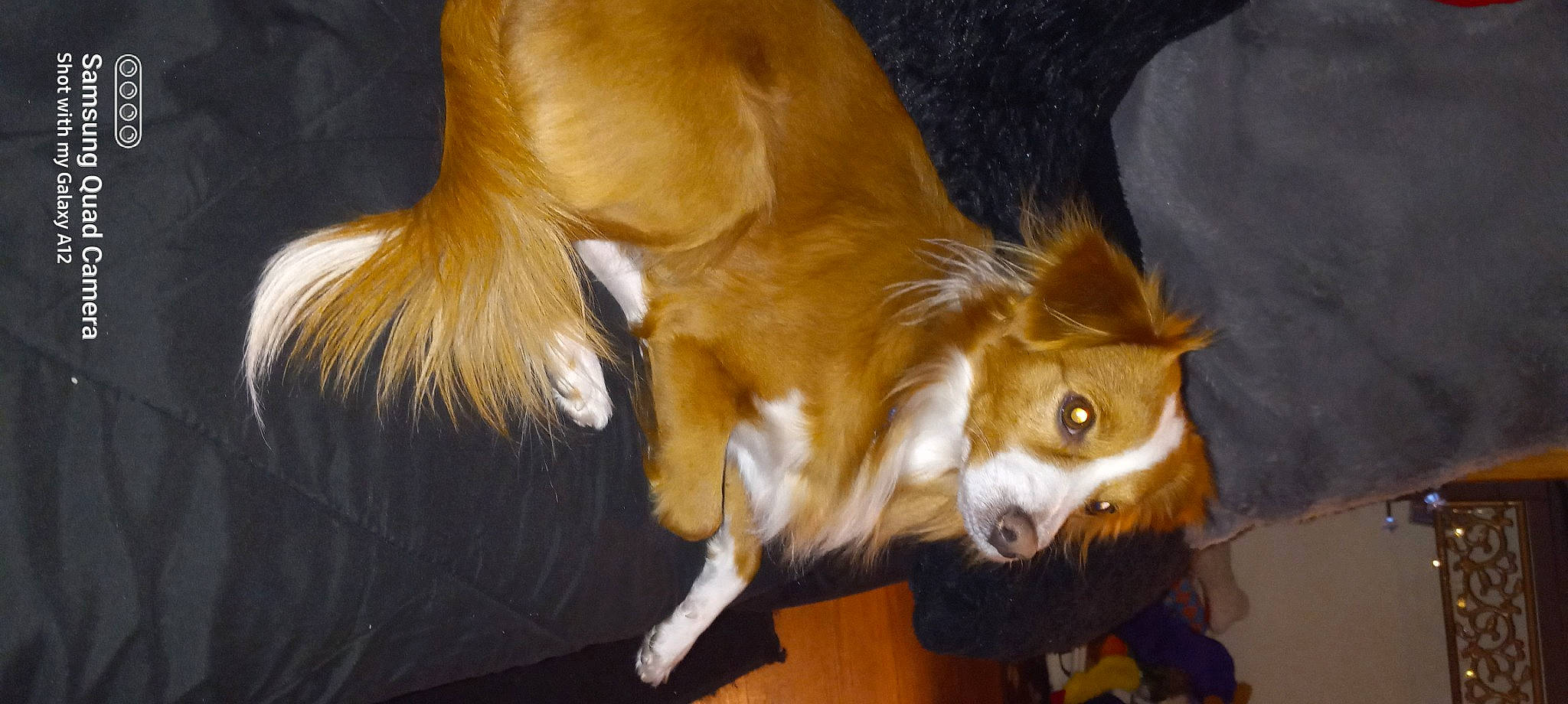 Patitos is registered to the contest to win money with this photo: canidae, carnivore, companion_dog, dog, dog_breed, fawn, fur, helmet, herding_dog, liver, paw, pet_supply, snout, sporting_group, tail, terrestrial_animal, whiskers, wildlife, wood, working_animal