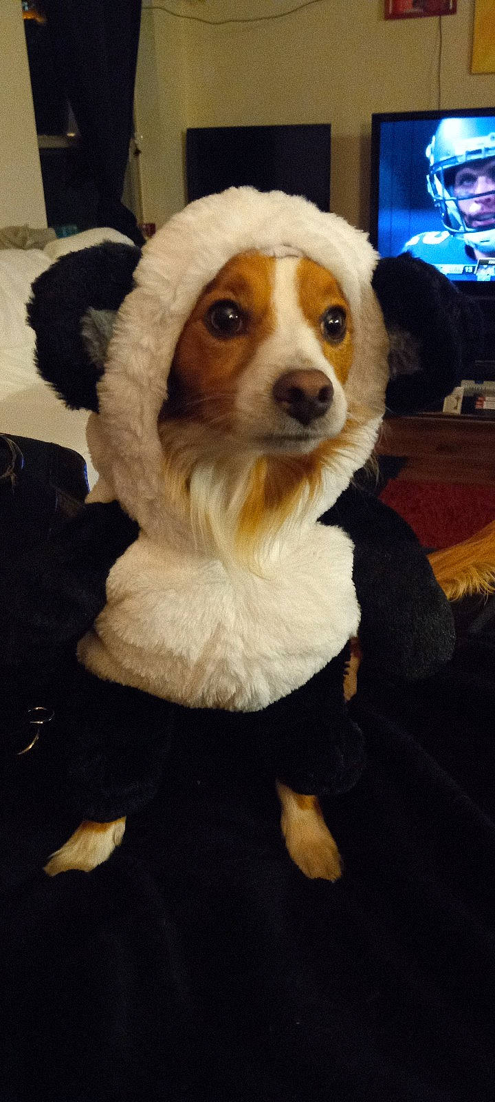 Patitos joined the competition — help win amazing prizes! canidae, carnivore, chair, companion_dog, corgi_chihuahua, dog, dog_breed, event, eyewear, fawn, fur, hat, non_sporting_group, snout, sporting_group, television, toy_dog, whiskers, working_animal