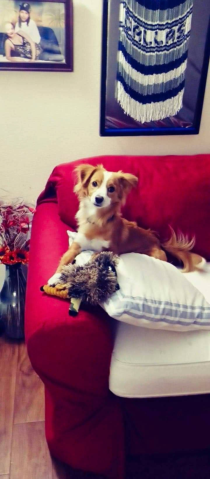 Patitos joined the competition — help win amazing prizes! carnivore, chair, comfort, companion_dog, couch, dog, dog_breed, dog_supply, fawn, furniture, interior_design, living_room, pet_supply, picture_frame, pillow, room, sporting_group, textile, toy, toy_dog