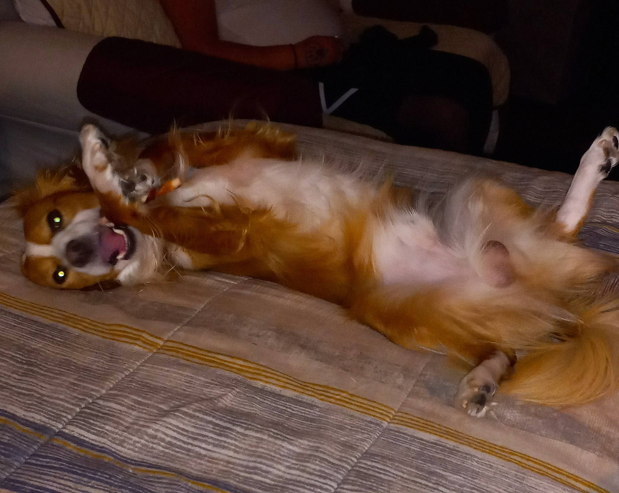 Patitos is registered to the contest to win money with this photo: borzoi, canidae, carnivore, comfort, companion_dog, dog, dog_breed, fawn, felidae, flooring, fur, furniture, liver, paw, rough_collie, silken_windhound, snout, sporting_group, tail, whiskers