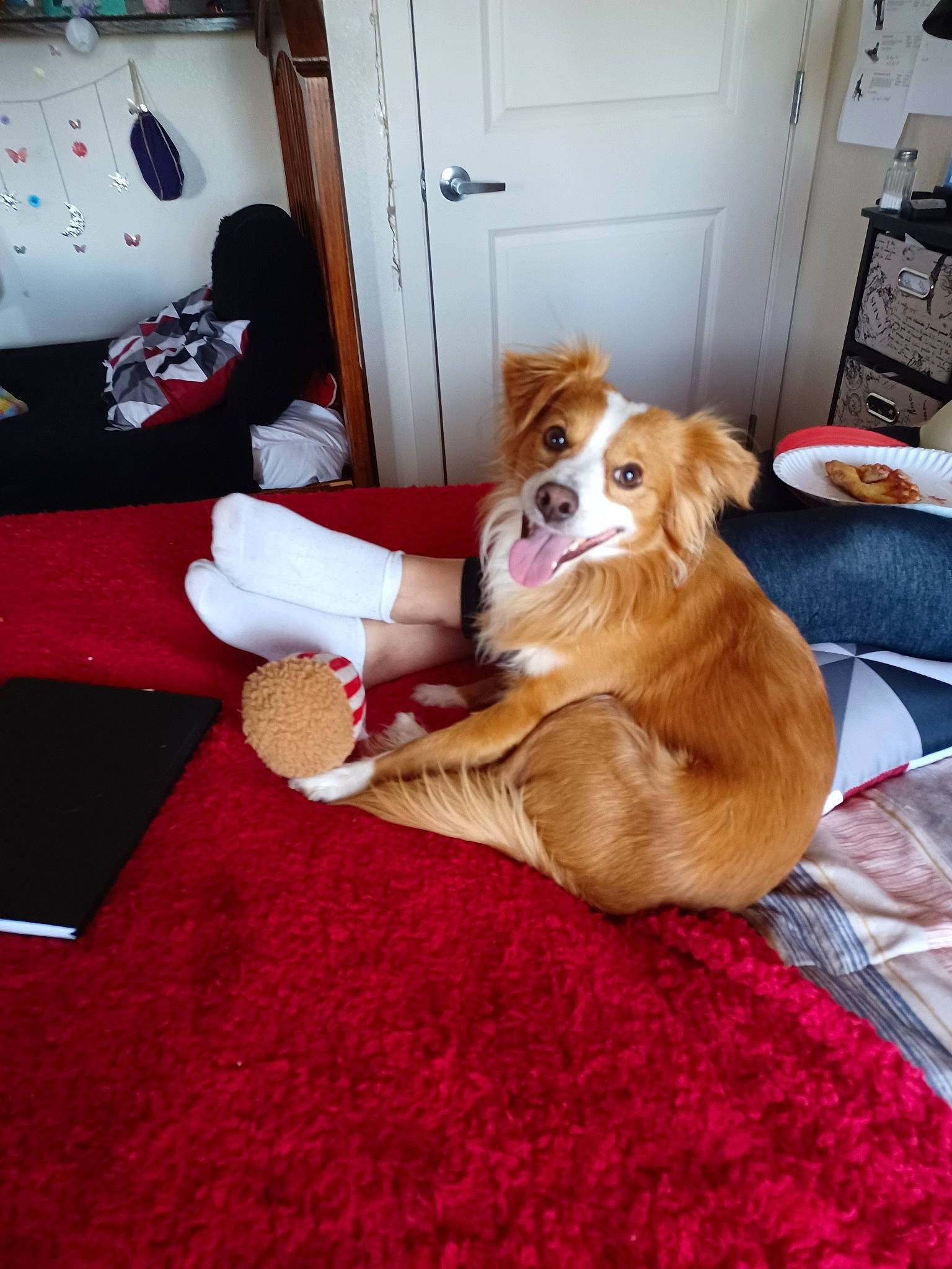 Patitos is registered to the contest to win money with this photo: cabinetry, carmine, comfort, companion_dog, dog, dog_breed, door, event, fawn, floor, flooring, fur, hardwood, liver, paw, room, tail, toy, whiskers, wood