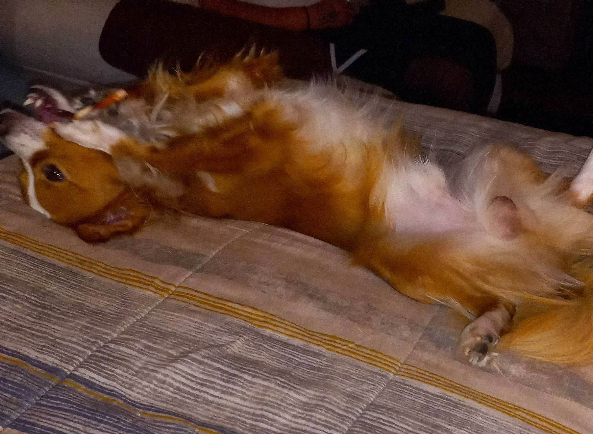 Patitos joined the competition — help win amazing prizes! bed, canidae, carnivore, comfort, companion_dog, dog, dog_breed, fawn, felidae, fur, liver, nap, paw, rough_collie, shetland_sheepdog, silken_windhound, small_to_medium_sized_cats, sporting_group, tail, whiskers