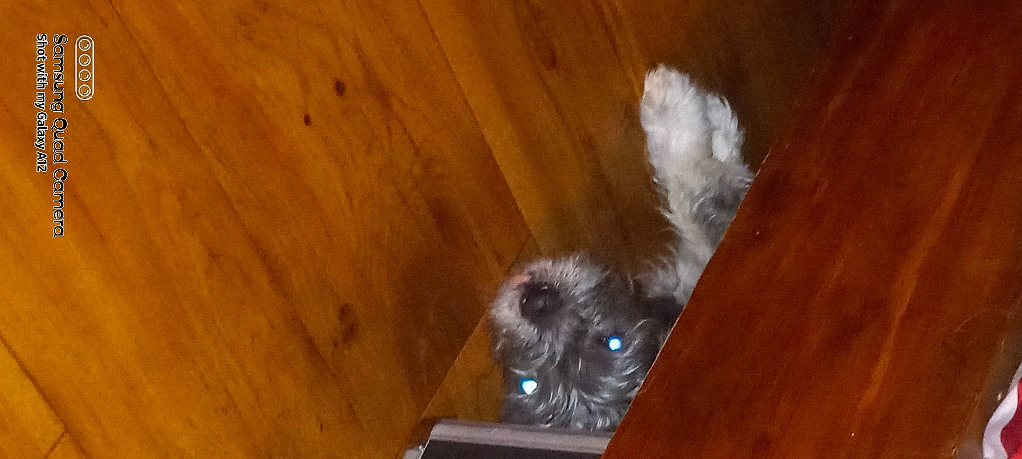 Bear Bear joined the competition — help win amazing prizes! brown, carnivore, companion_dog, dog, dog_breed, fawn, flooring, fur, hardwood, laminate_flooring, liver, plank, shih_tzu, sporting_group, tail, toy_dog, varnish, wood, wood_stain, working_animal