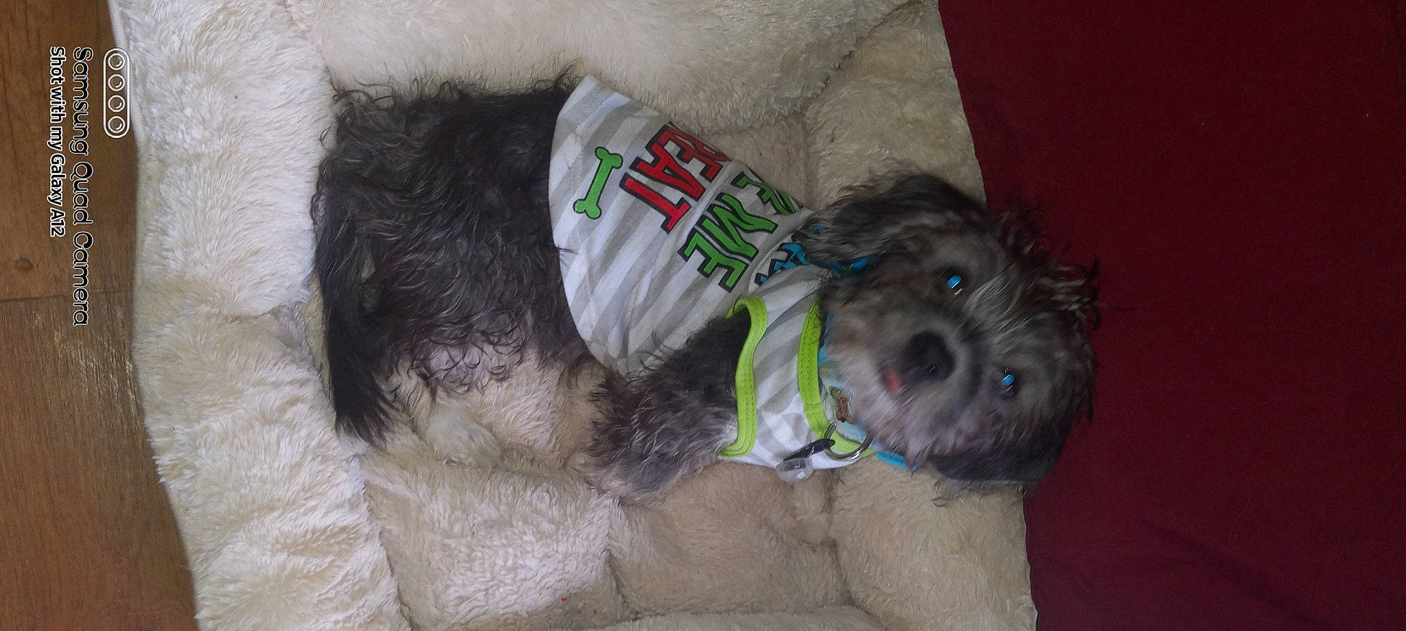 Bear Bear joined the competition — help win amazing prizes! carnivore, collar, companion_dog, dog, dog_breed, dog_clothes, dog_supply, fur, leash, mammal, pet_supply, schnauzer, small_terrier, snout, sporting_group, terrier, toy, toy_dog, vertebrate, working_animal