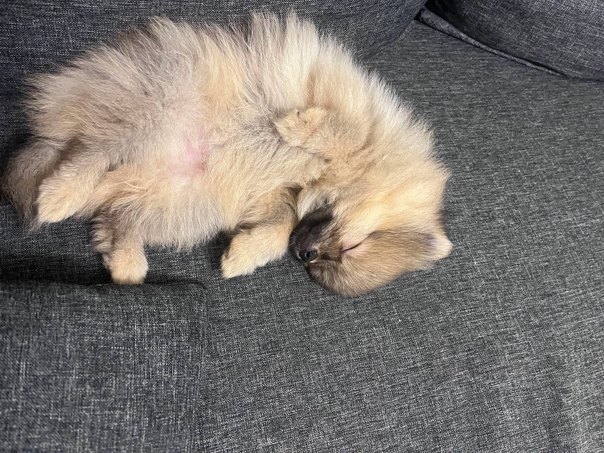 Chanel a rejoint le concours — aidez-le/la à gagner de superbes lots ! asphalt, canidae, carnivore, cat, claw, comfort, companion_dog, dog_breed, fawn, felidae, flooring, fur, grey, nap, paw, small_to_medium_sized_cats, sporting_group, tail, terrestrial_animal, whiskers