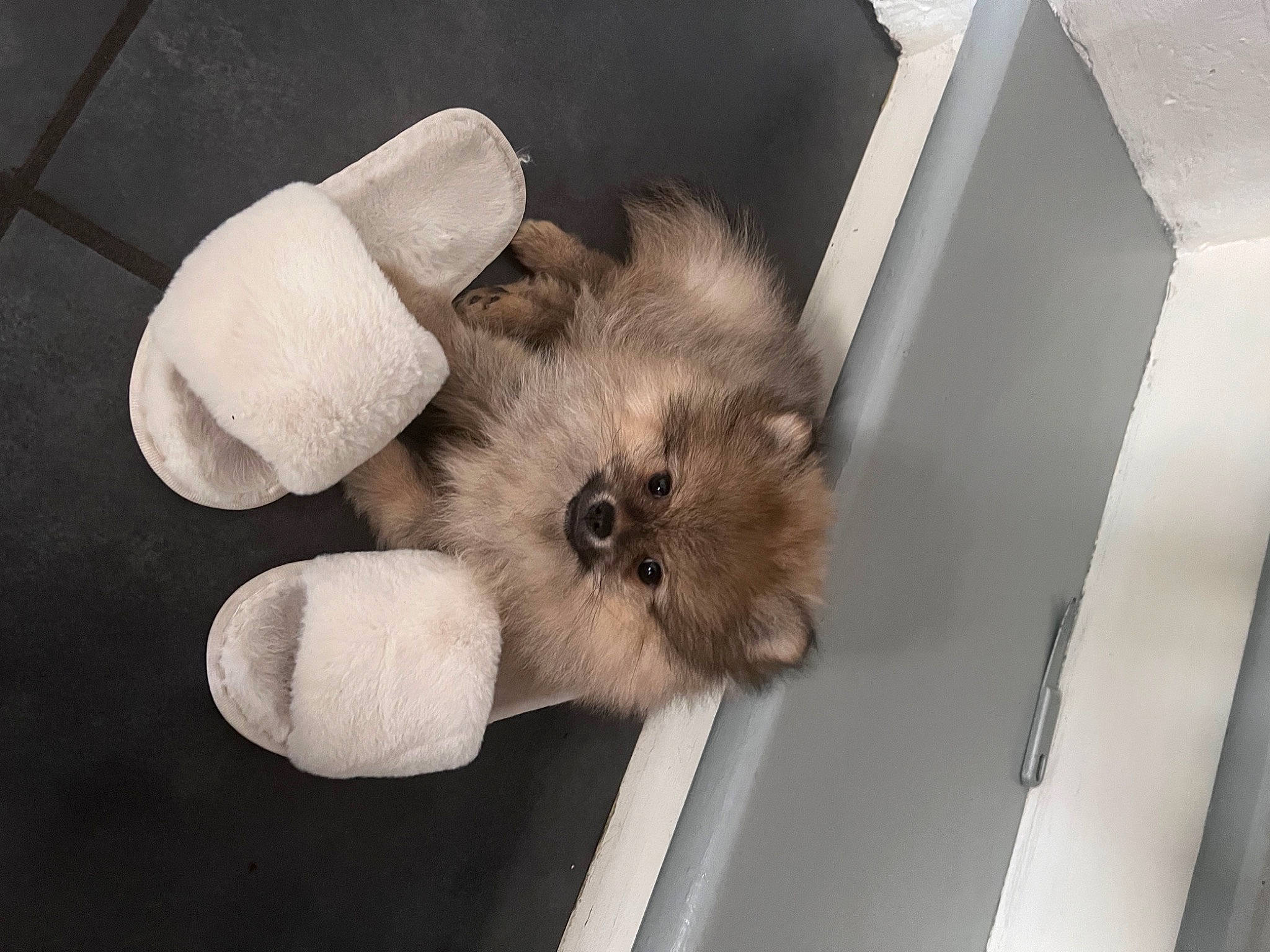 Chanel participe au concours pour gagner de l'argent avec cette photo : carnivore, claw, comfort, companion_dog, dog, dog_breed, fawn, felidae, fur, paw, small_terrier, small_to_medium_sized_cats, snout, sporting_group, tail, toy, toy_dog, whiskers, wood, working_animal