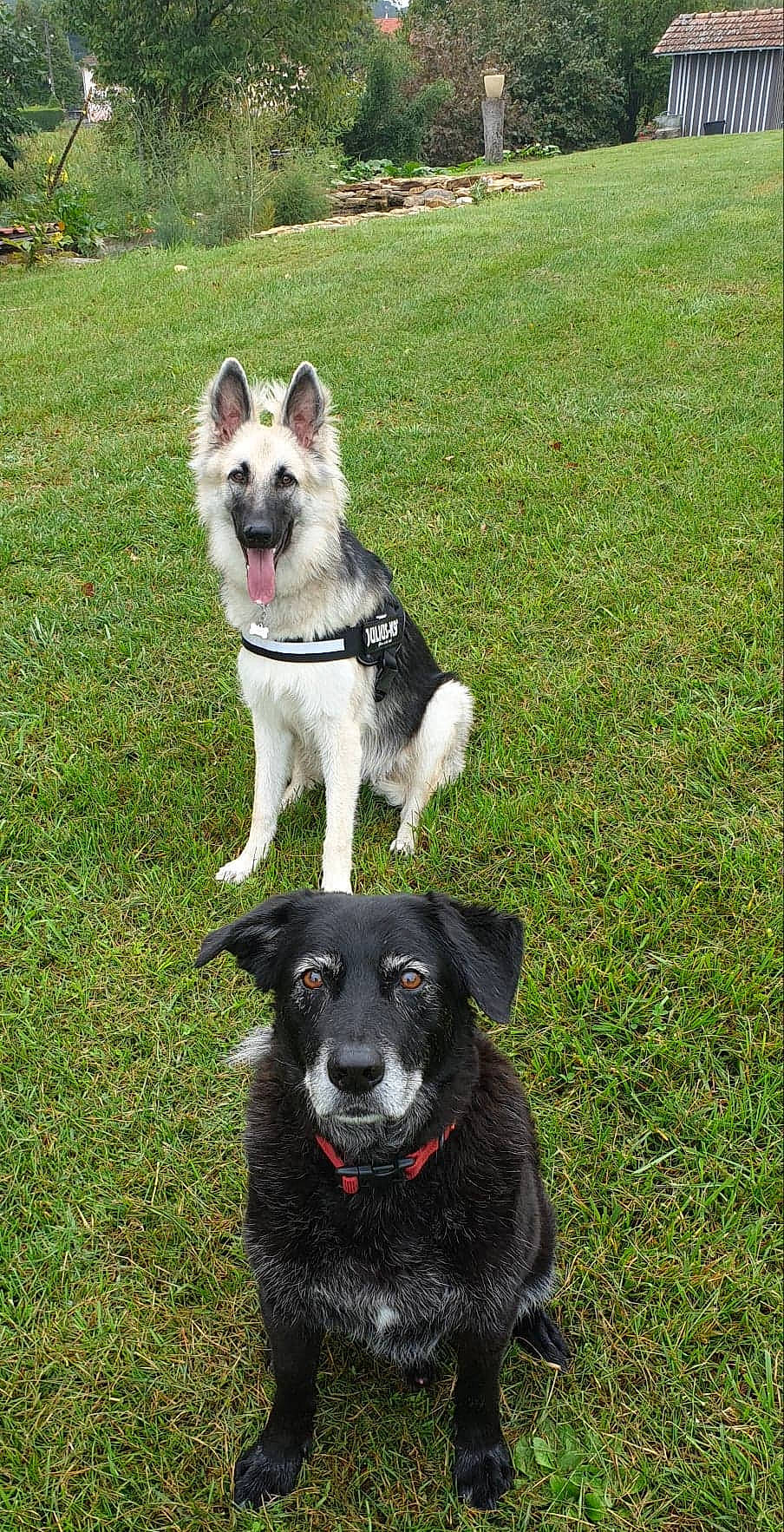 Jaïna a rejoint le concours — aidez-le/la à gagner de superbes lots ! black_norwegian_elkhound, canidae, carnivore, dog, dog_breed, east_european_shepherd, grass, mammal, norwegian_elkhound, rare_breed_dog, shiloh_shepherd_dog, vertebrate, working_dog