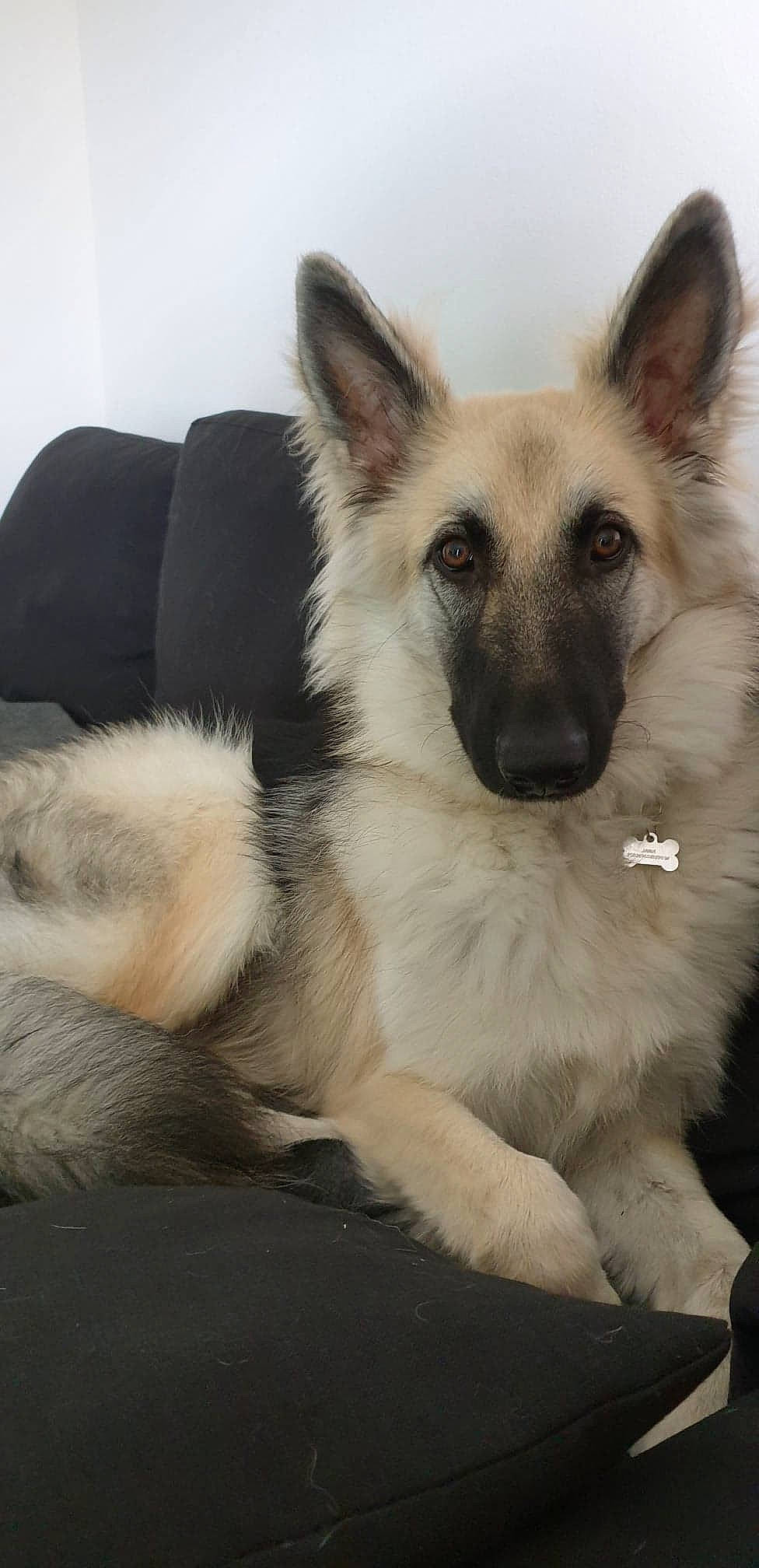Jaïna participe au concours pour gagner de l'argent avec cette photo : berger_blanc_suisse, canidae, carnivore, companion_dog, dog, dog_breed, east_european_shepherd, fawn, german_shepherd_dog, king_shepherd, mammal, old_german_shepherd_dog, rare_breed_dog, shiloh_shepherd_dog, snout, vertebrate
