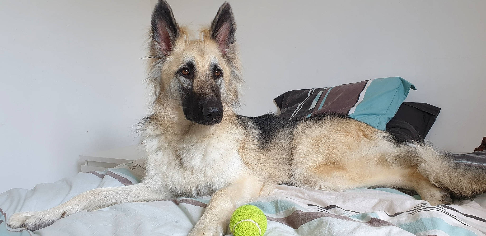 Jaïna a rejoint le concours — aidez-le/la à gagner de superbes lots ! belgian_shepherd, belgian_shepherd_malinois, canidae, carnivore, dog, dog_breed, east_european_shepherd, fawn, german_shepherd_dog, king_shepherd, kunming_wolfdog, laekenois, mammal, old_german_shepherd_dog, rare_breed_dog, shiloh_shepherd_dog, snout, tervuren, vertebrate