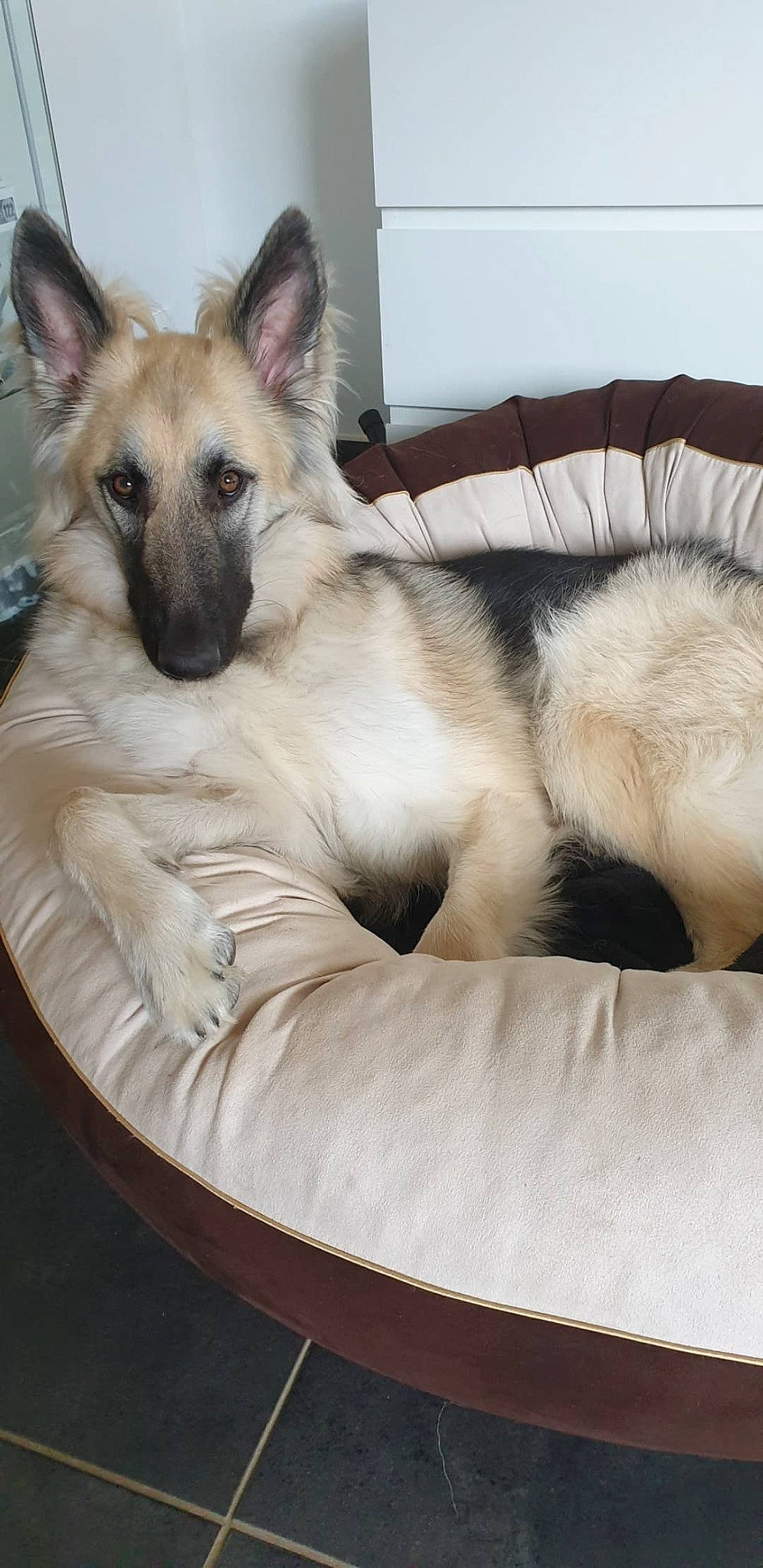 Jaïna a rejoint le concours — aidez-le/la à gagner de superbes lots ! balinese, canidae, carnivore, dog, dog_breed, fawn, german_shepherd_dog, mammal, norwegian_elkhound, vertebrate, wolfdog