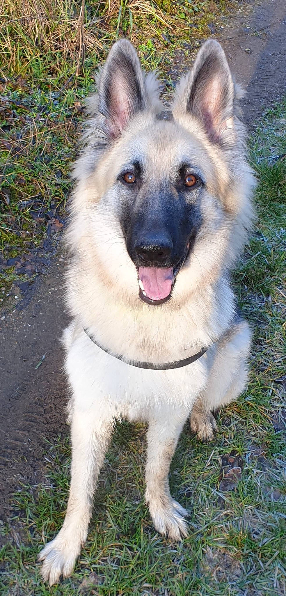 Jaïna participe au concours pour gagner de l'argent avec cette photo : belgian_shepherd, belgian_shepherd_malinois, canidae, carnivore, dog, dog_breed, east_european_shepherd, german_shepherd_dog, herding_dog, king_shepherd, kunming_wolfdog, mammal, native_american_indian_dog, norwegian_elkhound, old_german_shepherd_dog, rare_breed_dog, shiloh_shepherd_dog, snout, tervuren, vertebrate