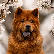 Pomme a rejoint le concours — aidez-le/la à gagner de superbes lots ! dog, chow_chow, flower, blossom, spring, nature, outdoor, portrait, fluffy, brown_fur, happy, tongue_out, close_up, animal, cute, pet, tree_branch, soft_light, background_blur, calm